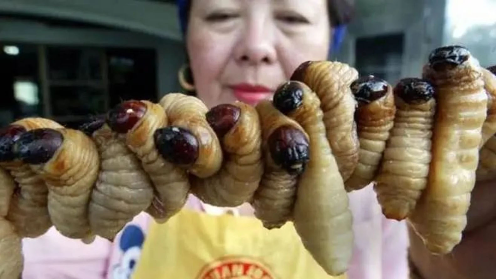 Farina di Larve di Vermi per tutti