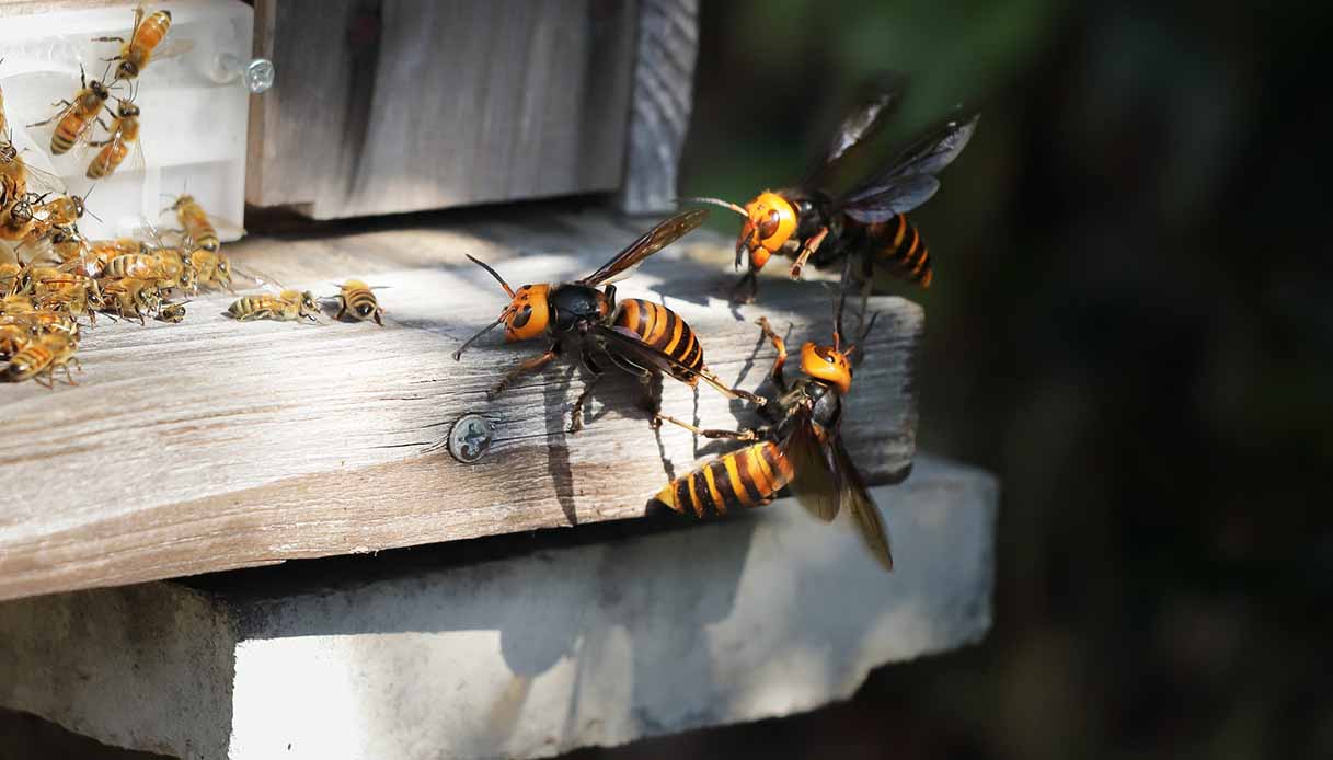 Calabrone asiatico, allarme anche in Toscana: «Sta uccidendo le api». A rischio l'impollinazione e la produzione di miele