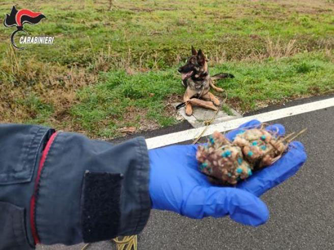 Terni, esche avvelenate, un cane è morto e due sono in gravi condizioni. Padroni in allarme