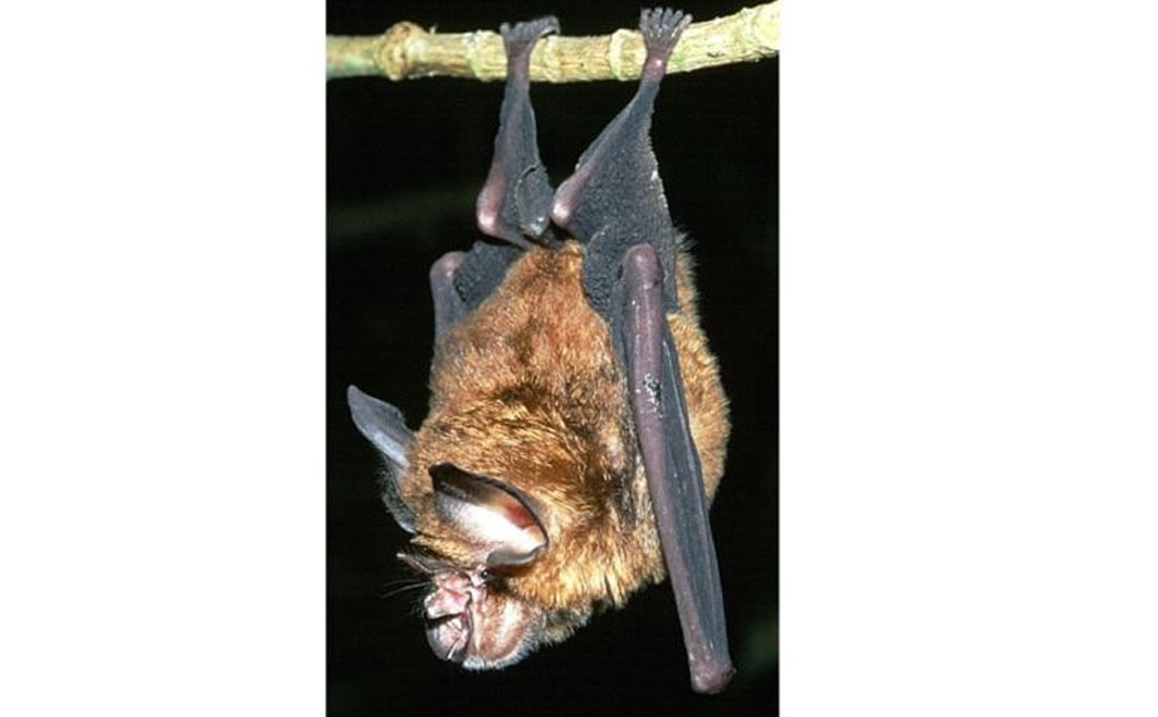 Rhinolophus sinicus : colpevoli